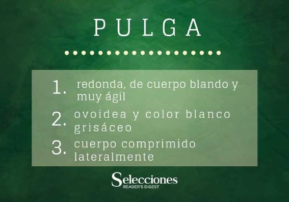 Pulga